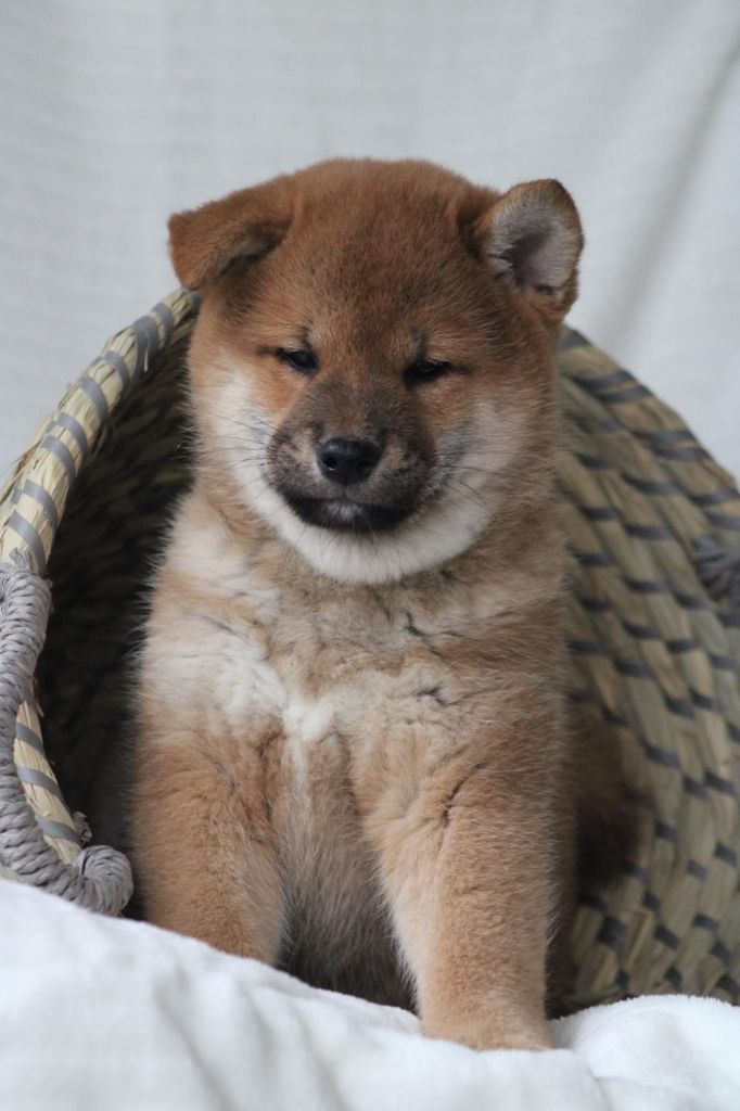 Des Brumes de Brocéliande - Chiot disponible  - Shiba