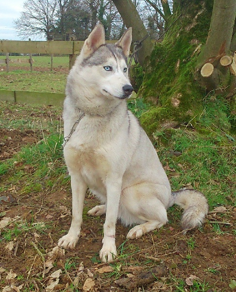 Amarok's G'maya