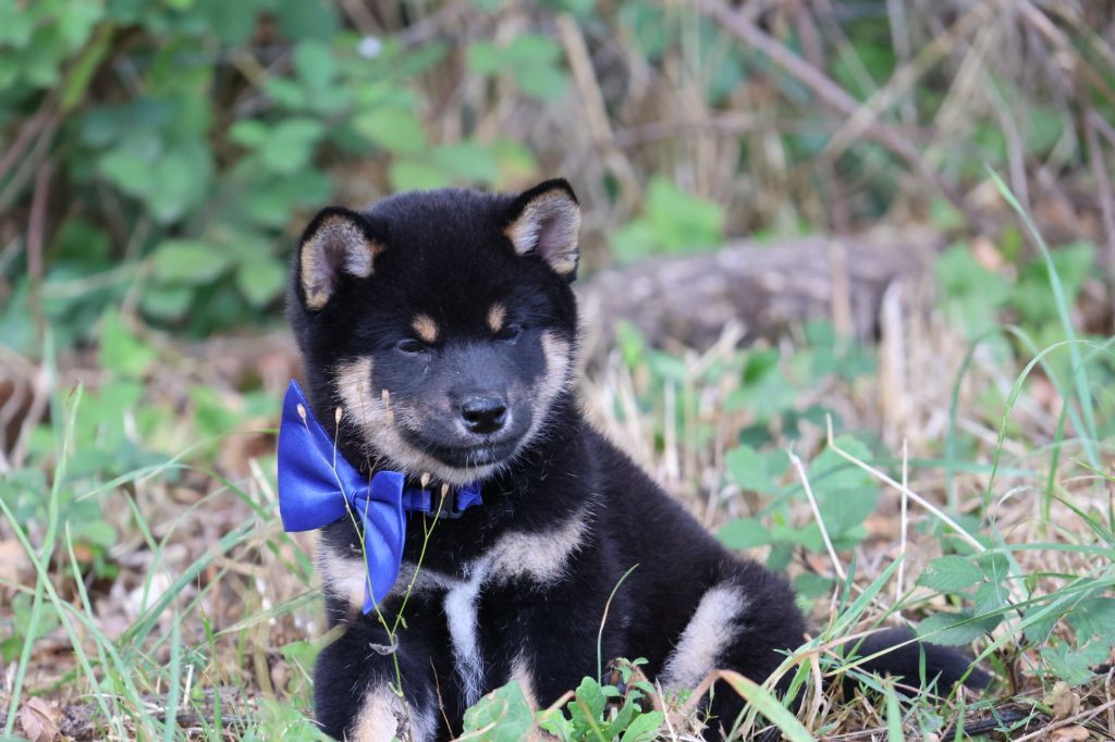 Des Brumes de Brocéliande - Chiots disponibles - Shiba