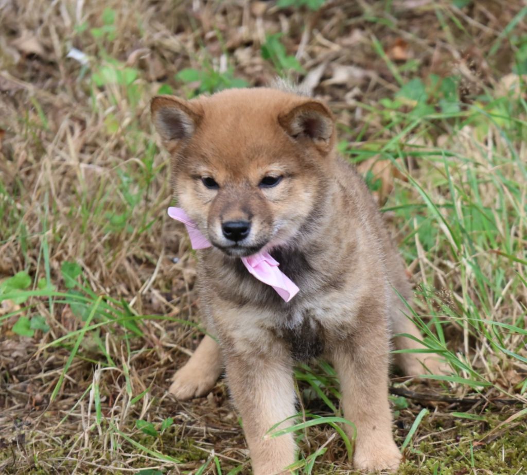 Des Brumes de Brocéliande - Chiots disponibles - Shiba