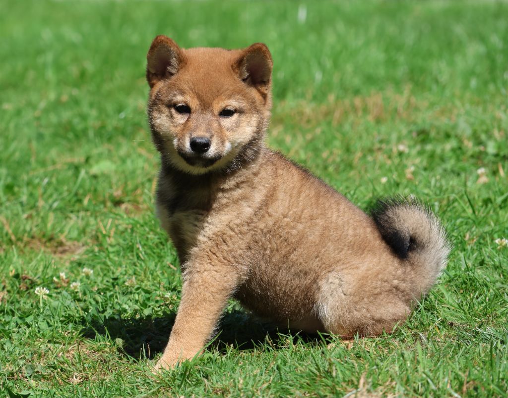 Des Brumes de Brocéliande - Chiots disponibles - Shiba