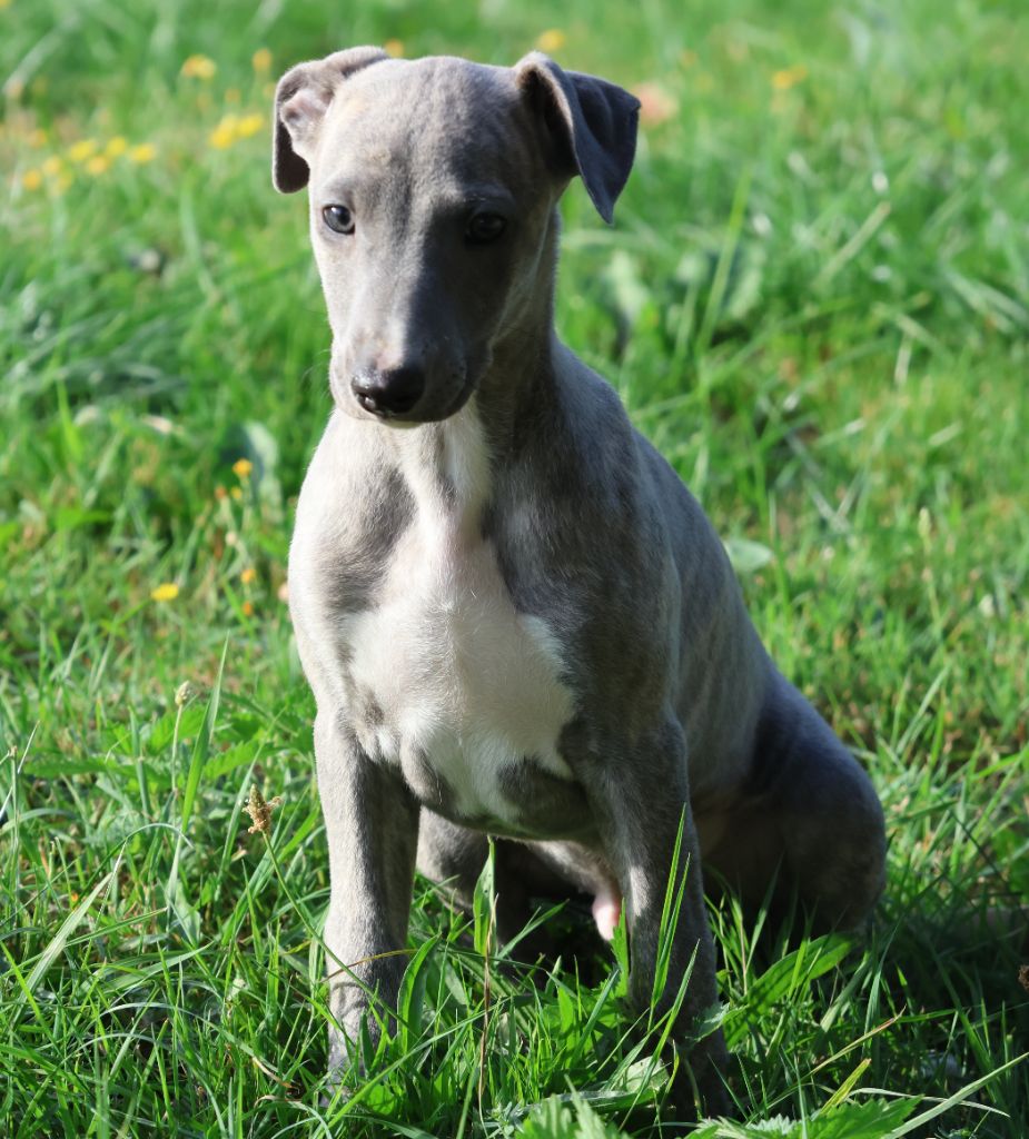 Des Brumes de Brocéliande - Chiots disponibles - Whippet