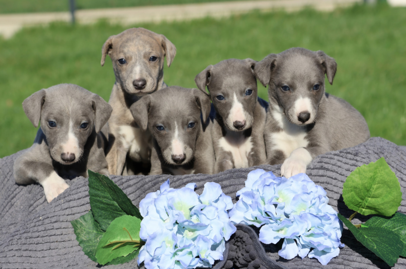 Chiot Whippet Des Brumes de Brocéliande