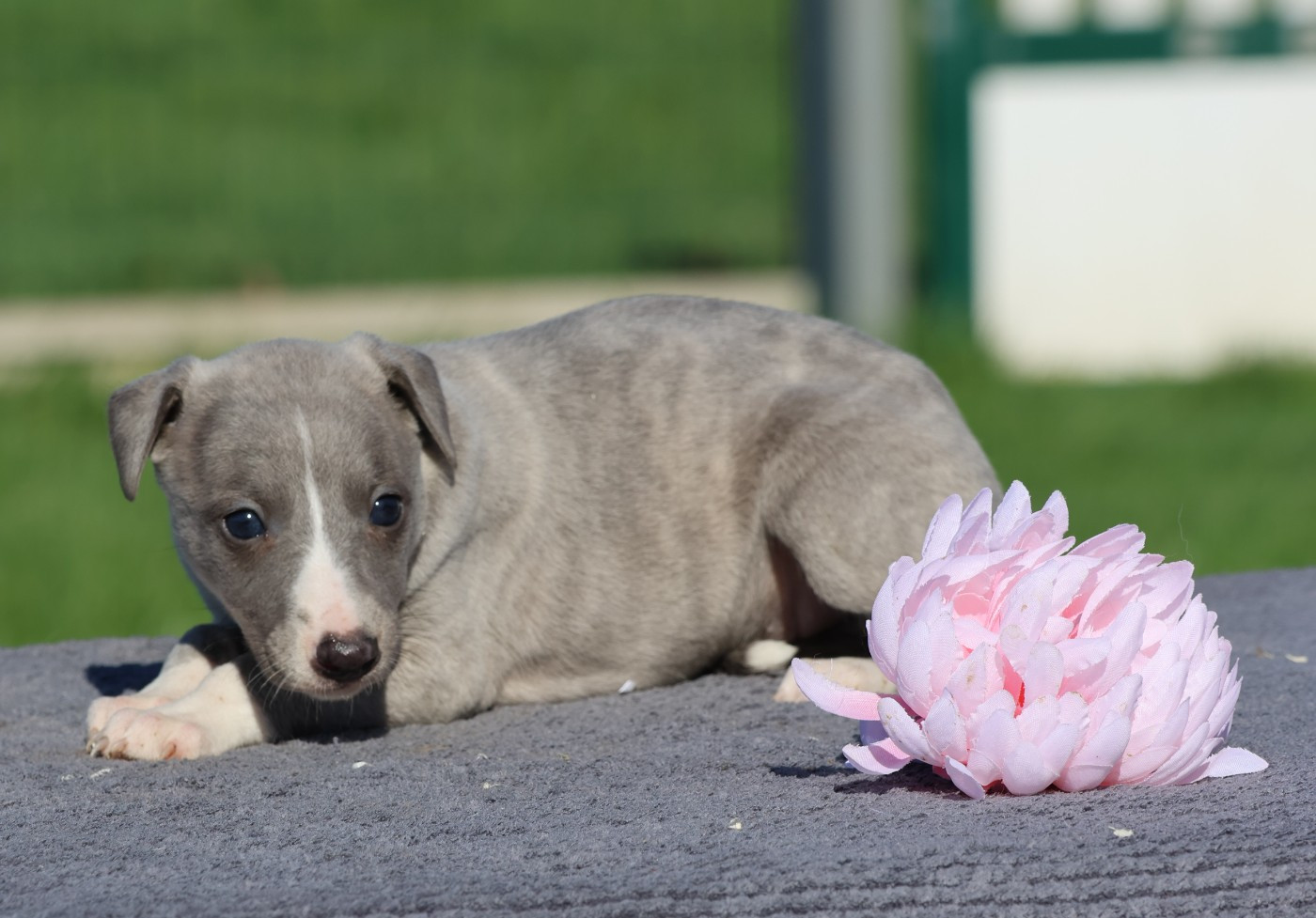Des Brumes de Brocéliande - Chiots disponibles - Whippet