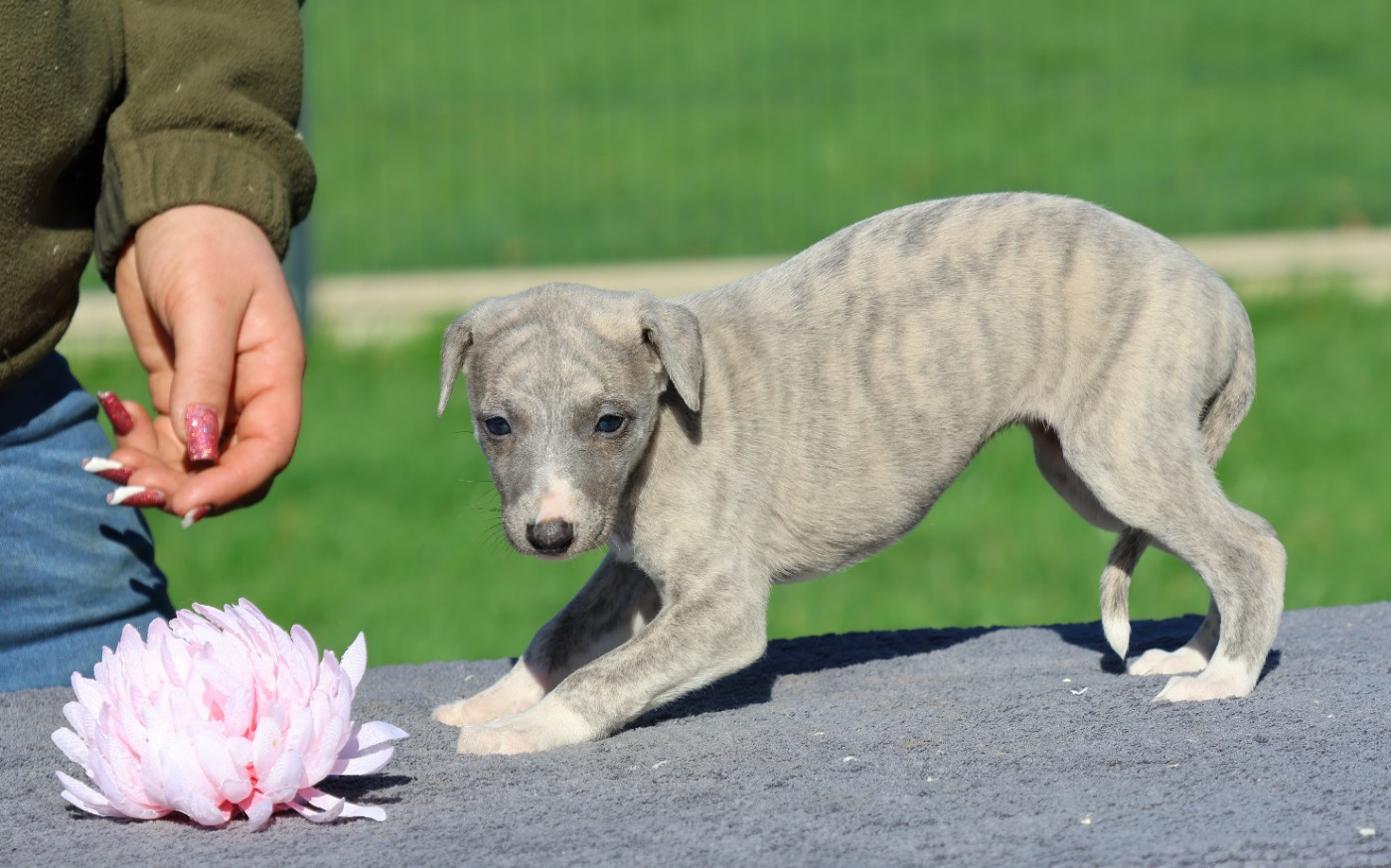 Des Brumes de Brocéliande - Chiots disponibles - Whippet