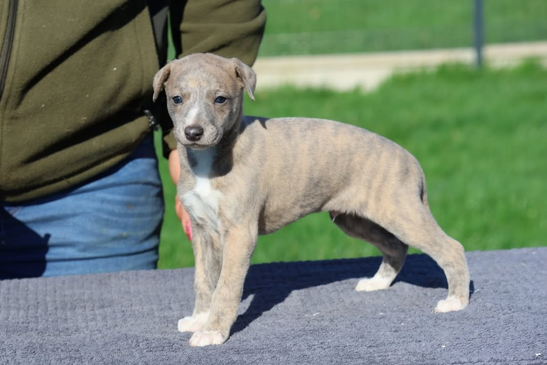 Des Brumes de Brocéliande - Chiots disponibles - Whippet