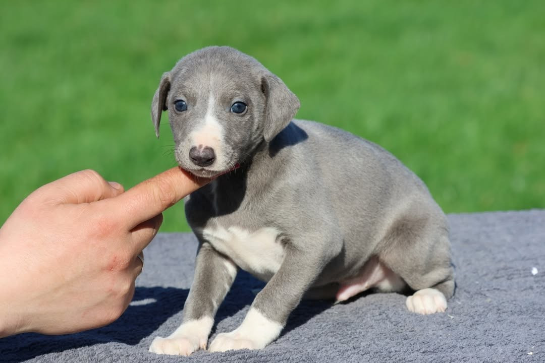 Des Brumes de Brocéliande - Chiots disponibles - Whippet