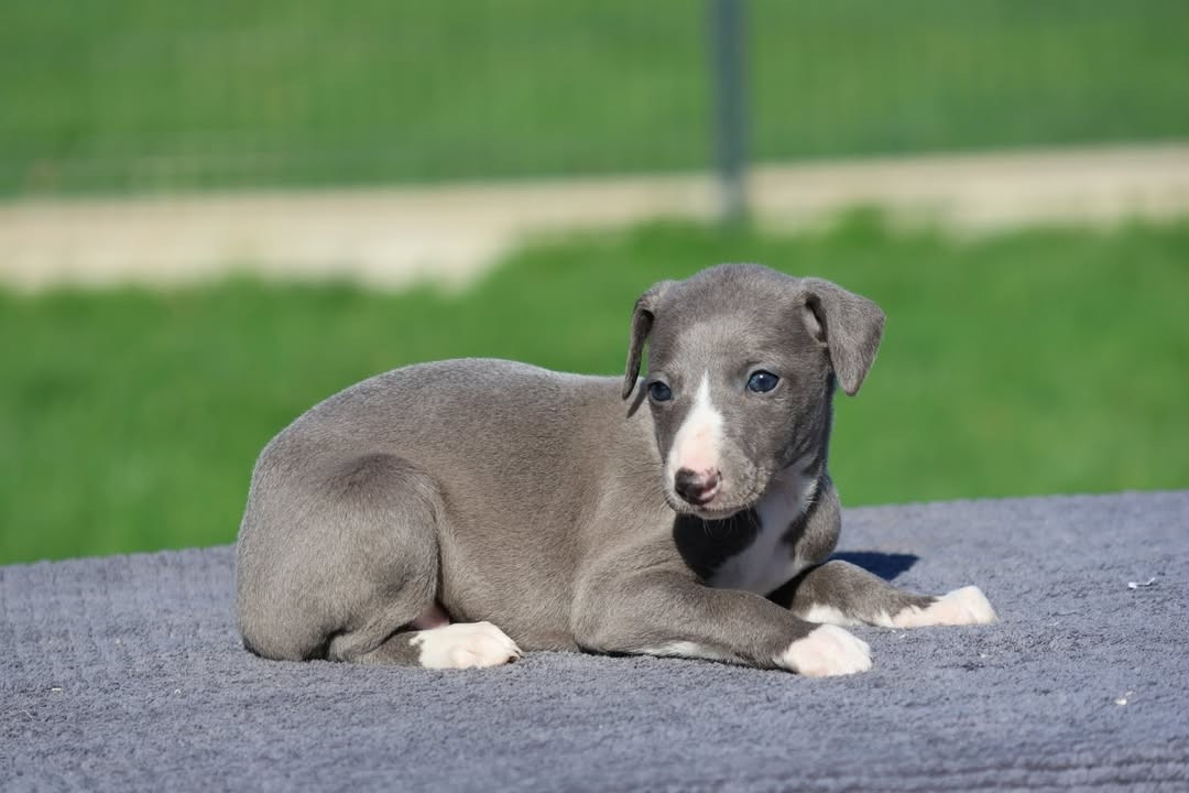 Des Brumes de Brocéliande - Chiots disponibles - Whippet