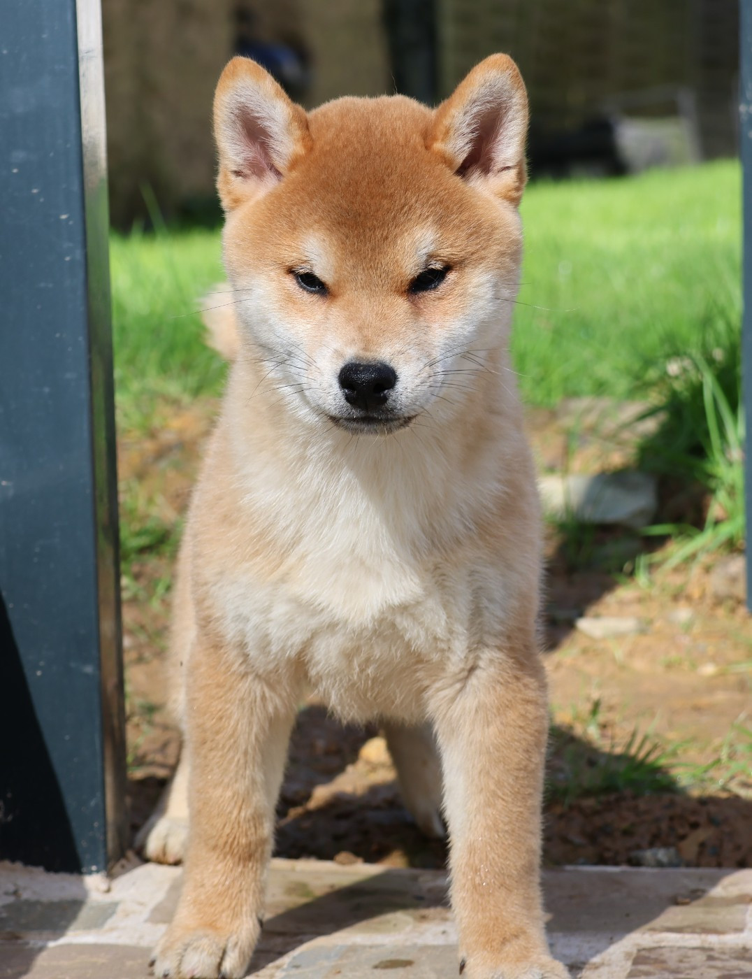 Des Brumes de Brocéliande - Chiots disponibles - Shiba