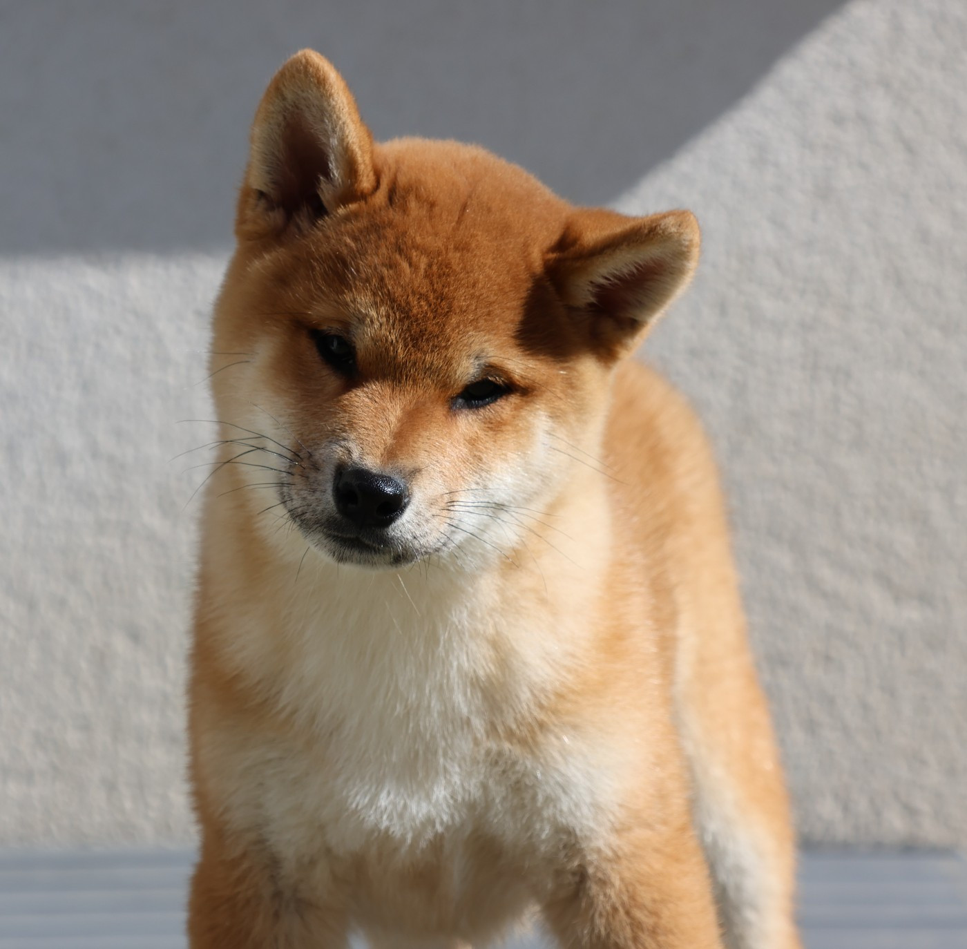 Des Brumes de Brocéliande - Chiots disponibles - Shiba