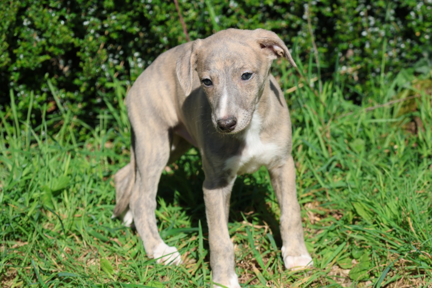 Des Brumes de Brocéliande - Chiots disponibles - Whippet