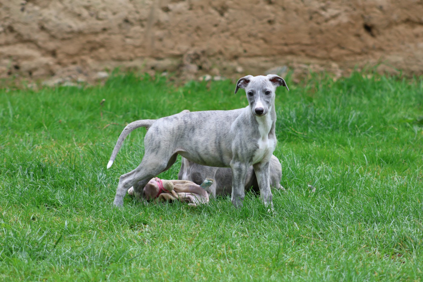 Des Brumes de Brocéliande - Chiots disponibles - Whippet