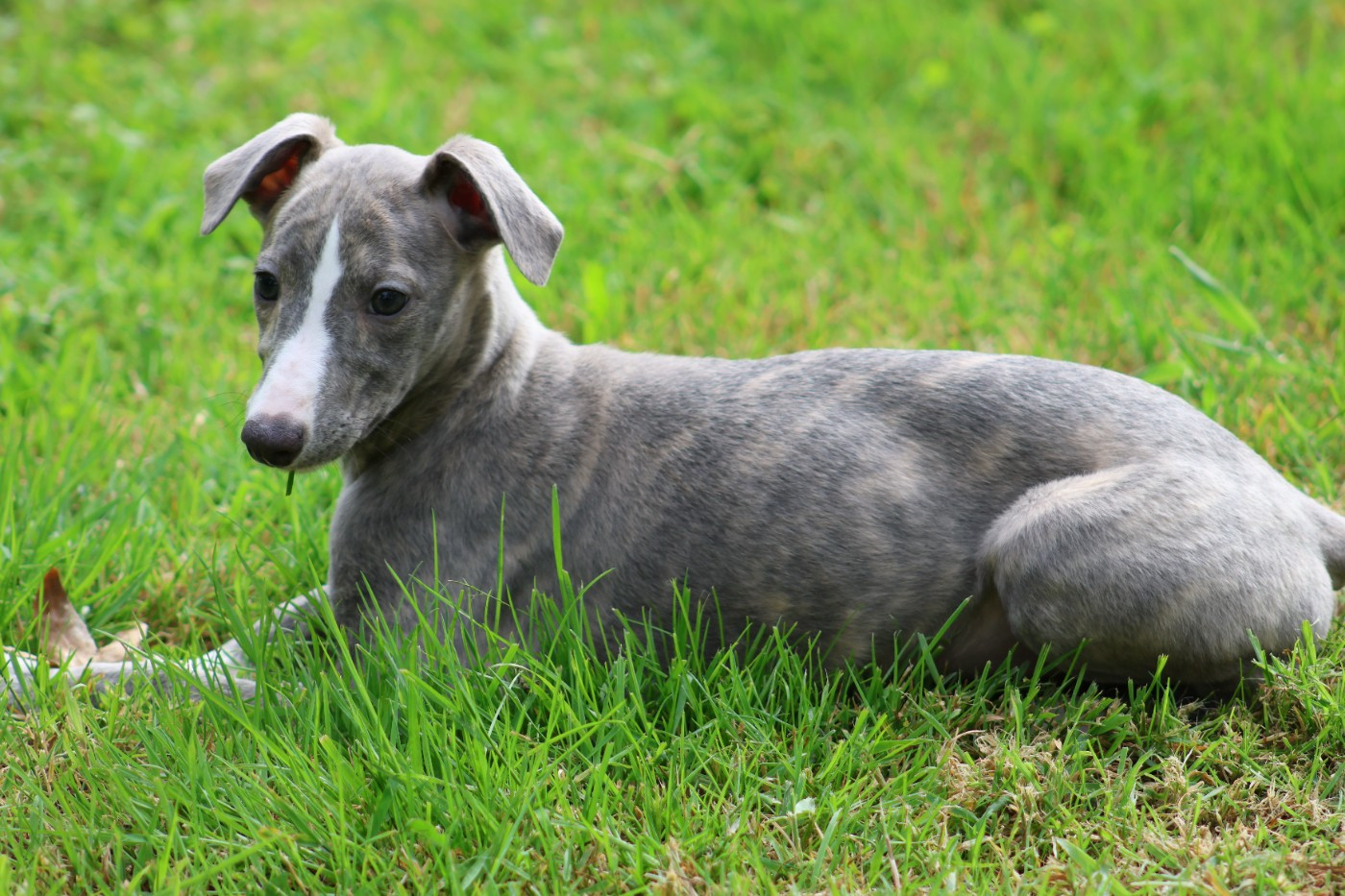 Des Brumes de Brocéliande - Chiots disponibles - Whippet