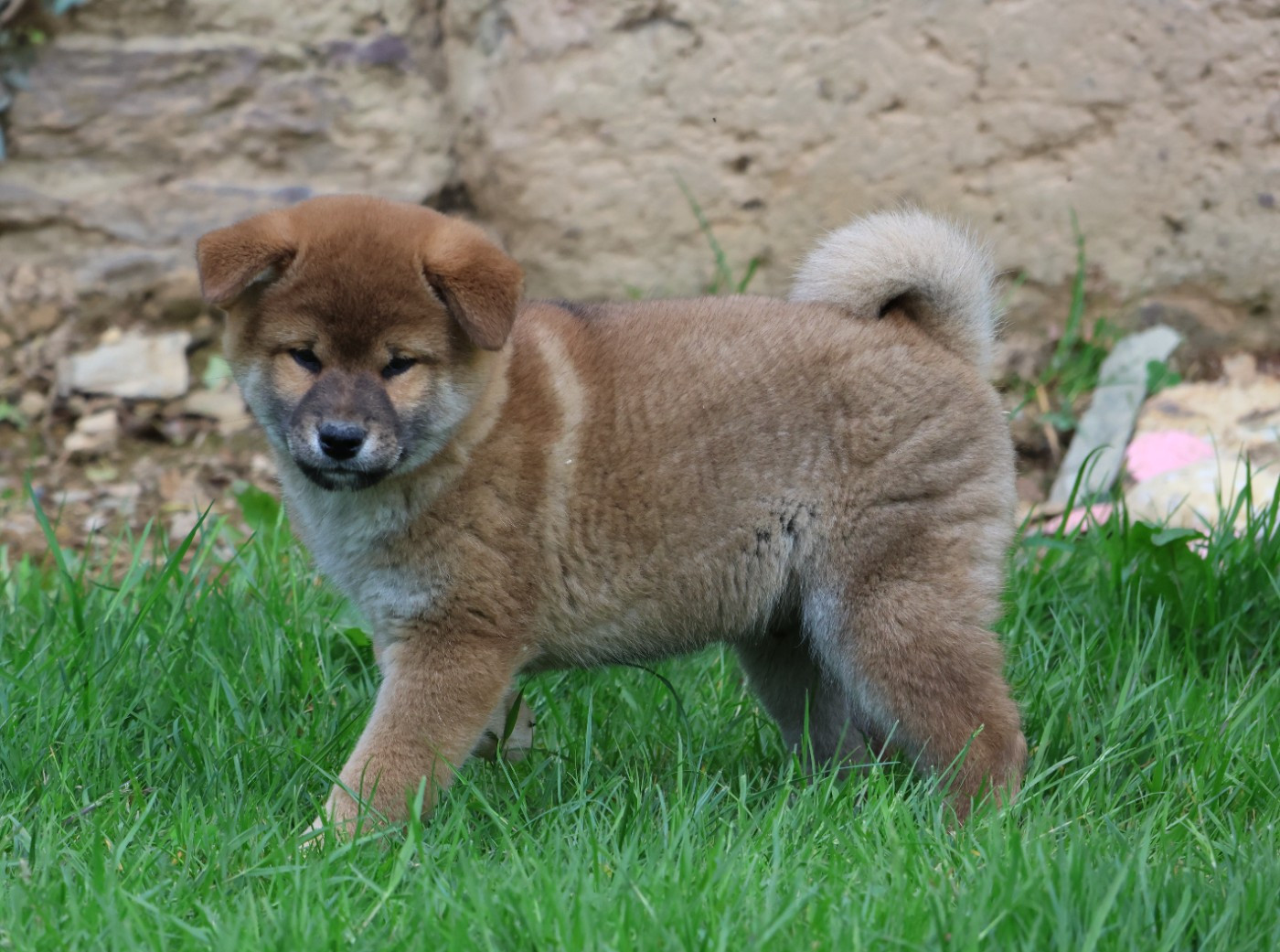 Des Brumes de Brocéliande - Chiots disponibles - Shiba