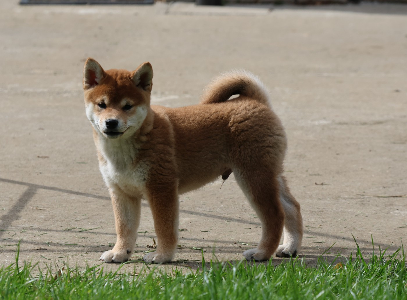 Des Brumes de Brocéliande - Chiots disponibles - Shiba