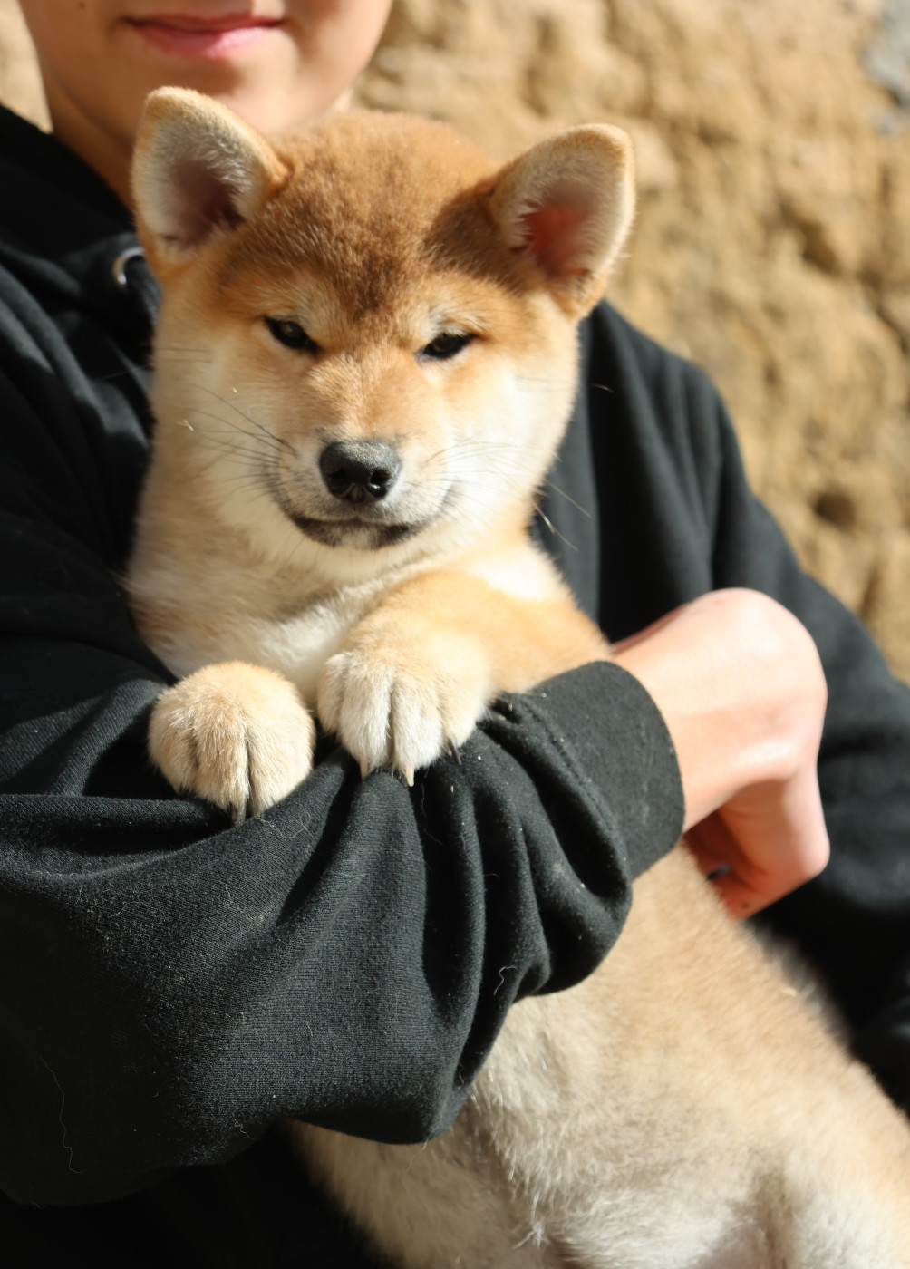 Des Brumes de Brocéliande - Chiots disponibles - Shiba