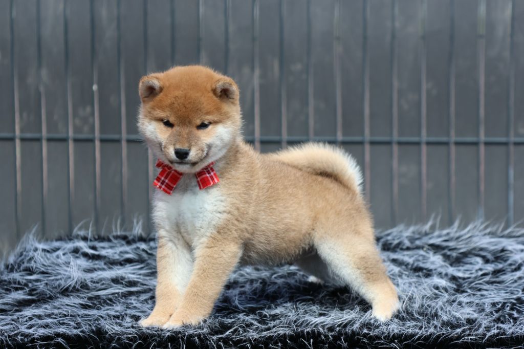 Des Brumes de Brocéliande - Chiots disponibles - Shiba