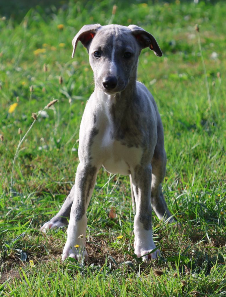 Des Brumes de Brocéliande - Chiots disponibles - Whippet