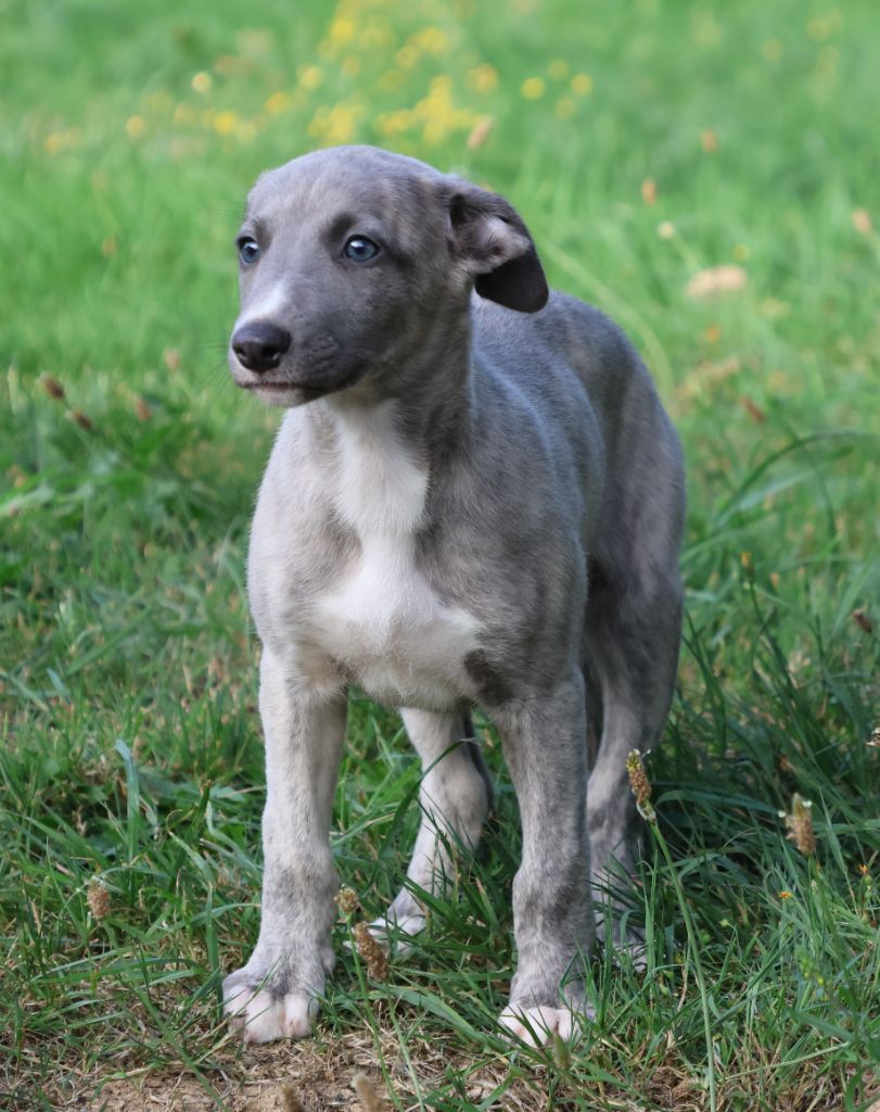 Des Brumes de Brocéliande - Chiots disponibles - Whippet