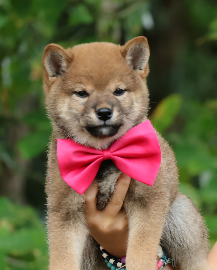 Des Brumes de Brocéliande - Chiots disponibles - Shiba