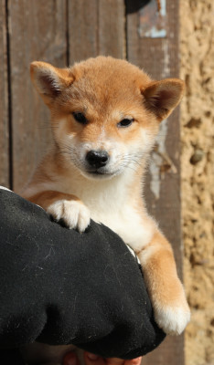 Chiot N°5