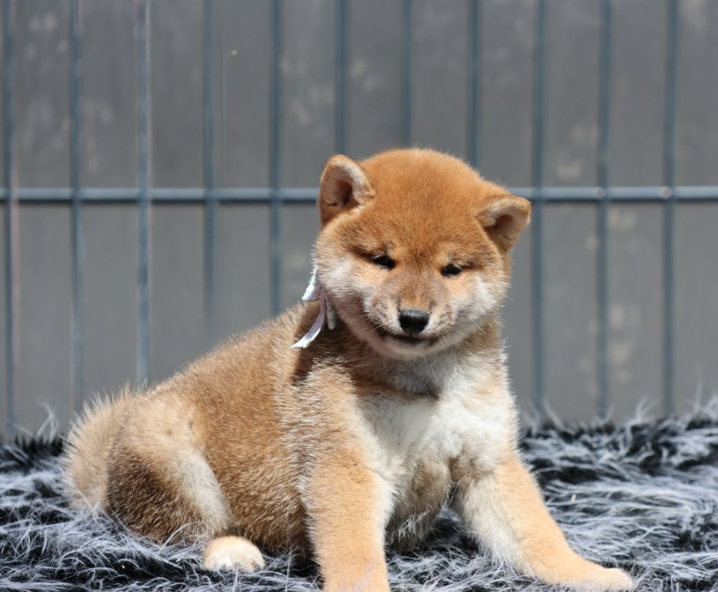 Des Brumes de Brocéliande - Chiots disponibles - Shiba