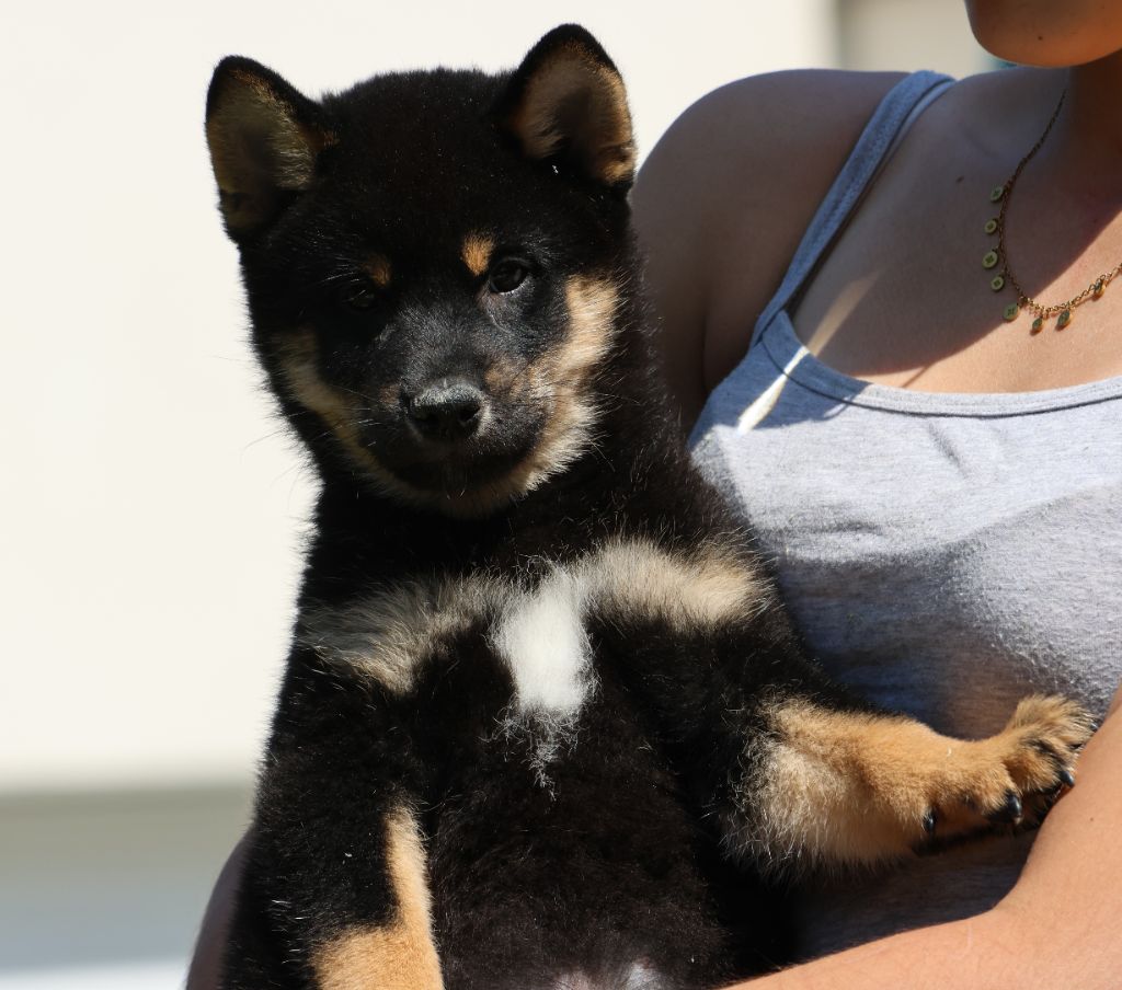 Des Brumes de Brocéliande - Chiots disponibles - Shiba